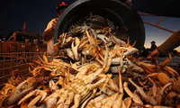 Crab exports to Australia increase sharply