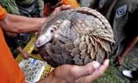 Vietnam joins hands to prevent pangolin trade