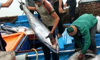 Binh Dinh applies Japanese fishing technology