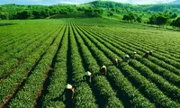 Ensuring quality for tea exports