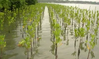 Sustainable mangrove forest protection run by local residents