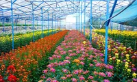 Improving technology to boost Dalat flower industry