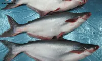 Scepticism over US Department of Agriculture fish inspections