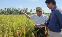 Southeast Asia rice potential discussed