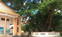 Ancient tree in Hue to gain historical heritage recognition