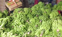 Export potential of Vietnamese bananas untapped