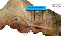 New human body part discovered