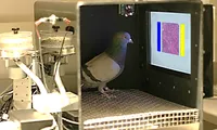 Pigeons Pathologists Learn to Detect Cancer