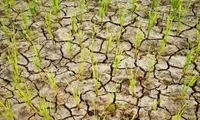 Agricultural production threatened by El Nino