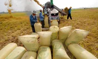 Farmers in the central region seek to raise rice quality