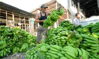 Export potential of Vietnamese bananas untapped