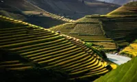 Vietnam's rice terraces in Nat Geo top photo entries