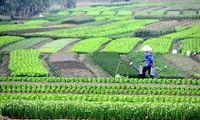 Promoting multifunctional agricultural cooperatives with Japan