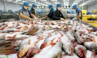 More Vietnamese catfish producers licensed to export into US