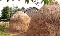 Paper from straw and hay