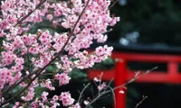 Japanese cherry blossom festival held in Bac Ninh province