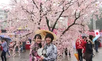 Japanese cherry blossom festival kicks off in Hanoi