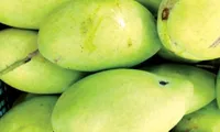 Vietnam to export mangoes to Australia