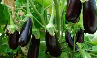 Wild eggplant cultivation generates higher income