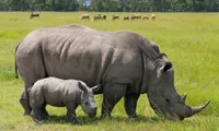 Vietnamese youth urged to save rhino