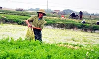 Water celery exports offer new opportunities