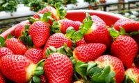 Developing building Da Lat strawberry brand