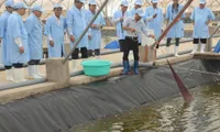 High technology enhances shrimp quality