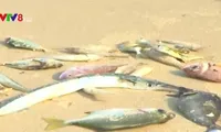 PM orders audit into mass fish deaths
