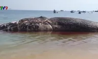 Dead whale buried on land