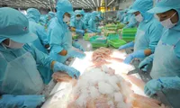 Pangasius exports on the rocks