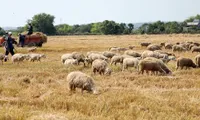 Ninh Thuan works to save cattle from drought