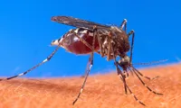 Anti-mosquito borne disease project