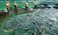 Sapa to develop cold-water fish farming