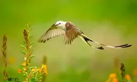 Photo exhibit to display wild beauty