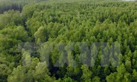 Thanh Hoa works to preserve mangrove forests