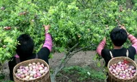 Tourists enjoy plums at Moc Chau Plum Harvest Festival