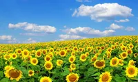 Nghe An hosts vietnam's biggest sunflower festival