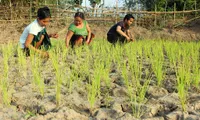 Quang Tri converts crops to cope with drought