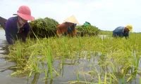 Heavy rain causes damages to agro-production