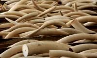 Illegal ivory trade busted