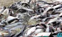 Seafood exports hit US$4.3 billion