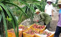 Vietnamese dragon fruit comes back to Taiwan