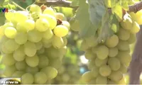 Vineyard tour benefit Ninh Thuan farmers