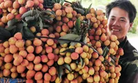 Vietnam boosts lychee exports