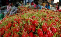 Australia considers dragon fruit imports from Vietnam