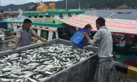 Fishing industry recovery in central provinces