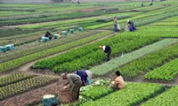 900,000 farming households forecasted to stop operation