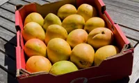 Sea travel to reduce costs for mango exporters