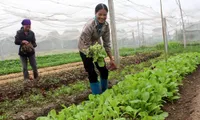 Bac Giang promotes clean agriculture