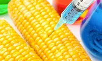 Genetically modified corn causes concern